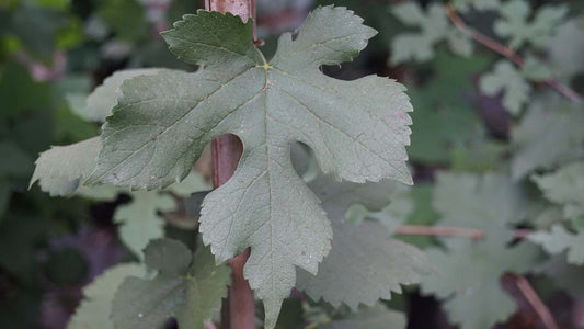 Morus nigra 'Dr Monbalieu' op stam