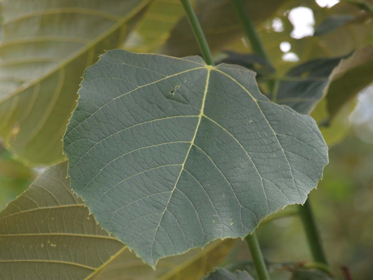 Tilia americana 'Neglect' op stam blad