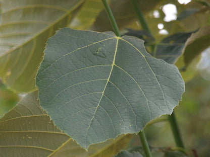 Tilia americana 'Neglect' op stam blad