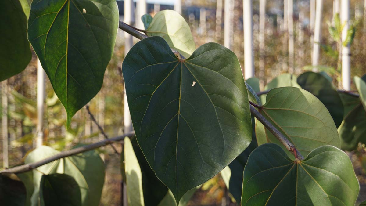 Cercis glabra meerstammig / struik blad