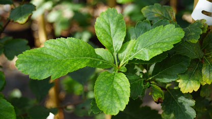 Crataegus suksdorfii op stam