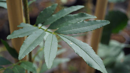 Fraxinus baroniana op stam