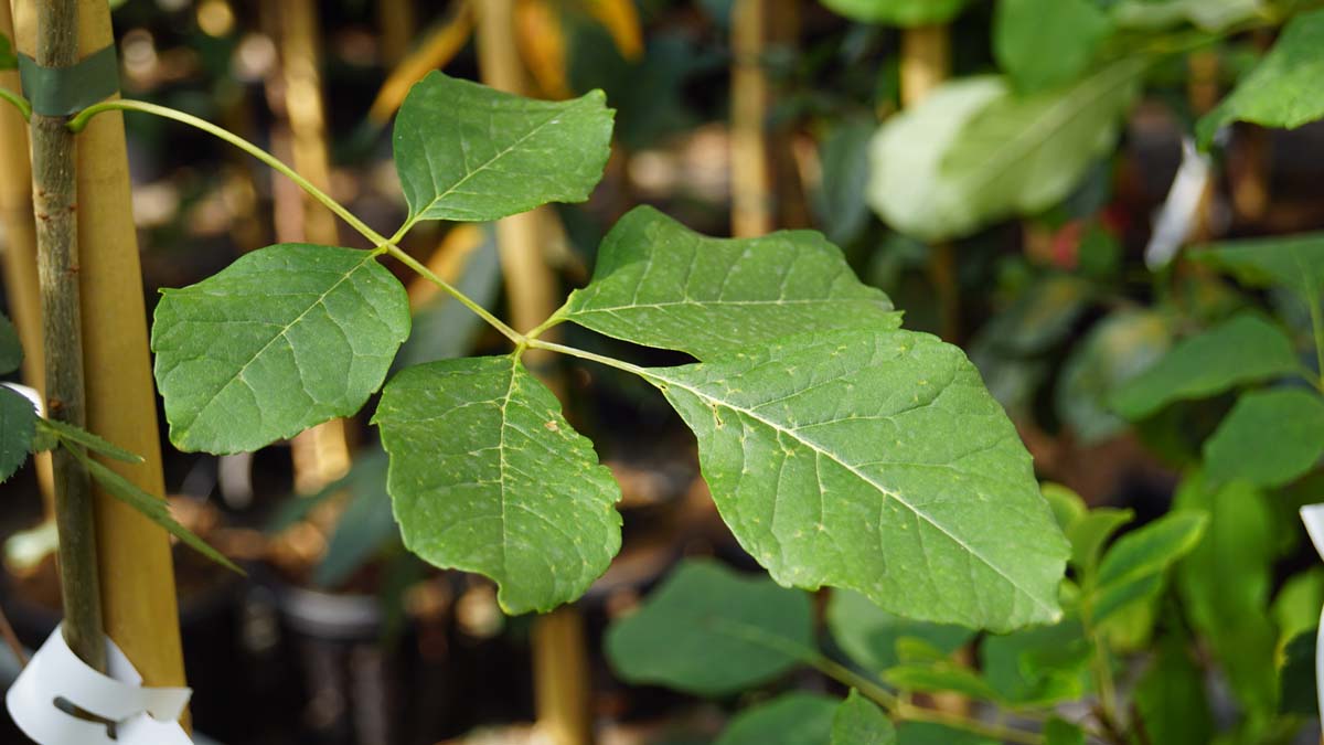 Fraxinus texensis 'Rio Frio' op stam