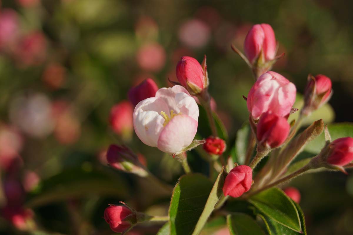 Malus 'Golden Henry' leiboom