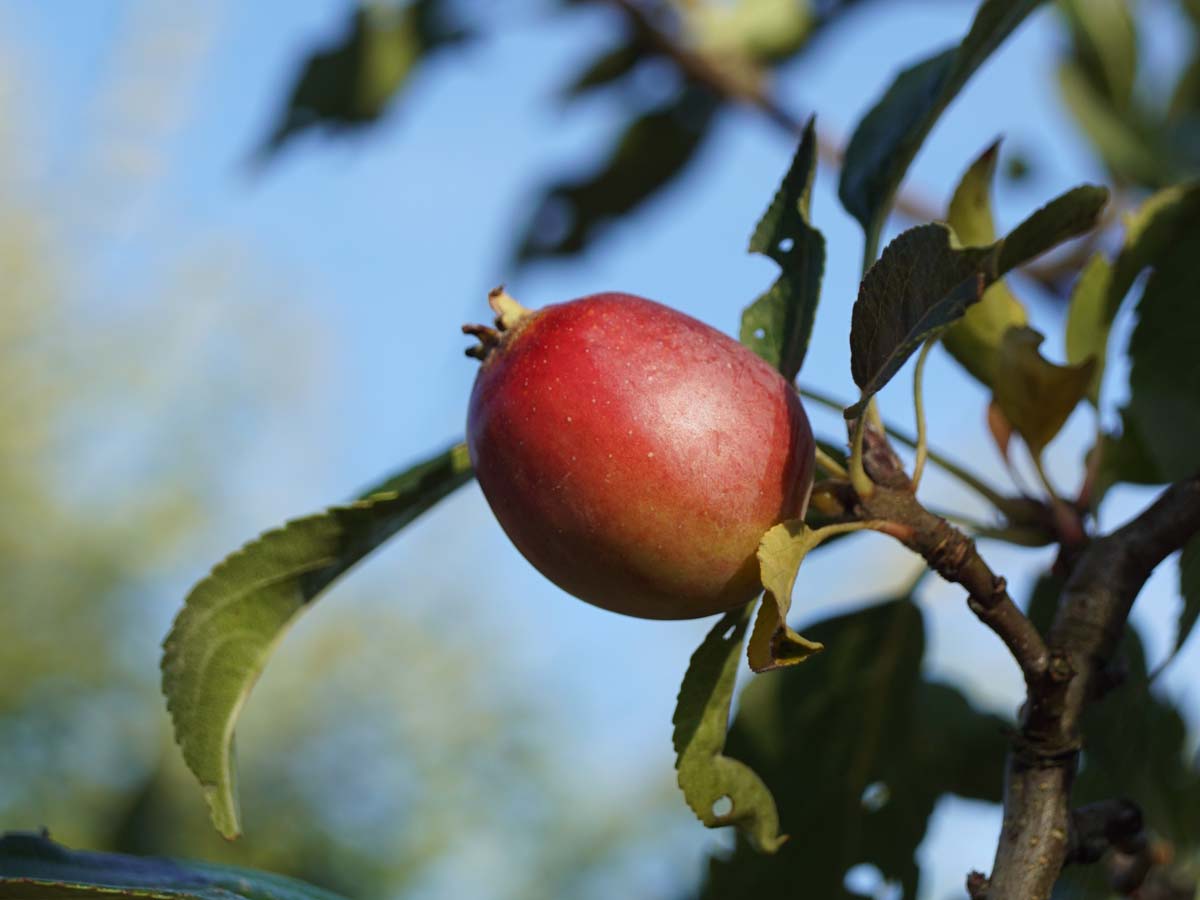 Malus 'Rinki' leiboom