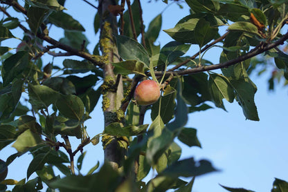 Malus 'Rinki' leiboom