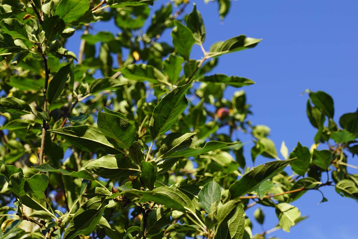 Malus 'Rinki' leiboom