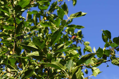 Malus 'Rinki' leiboom