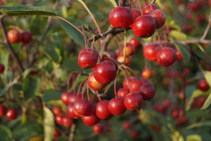 Malus 'Ydun' meerstammig / struik sierappel