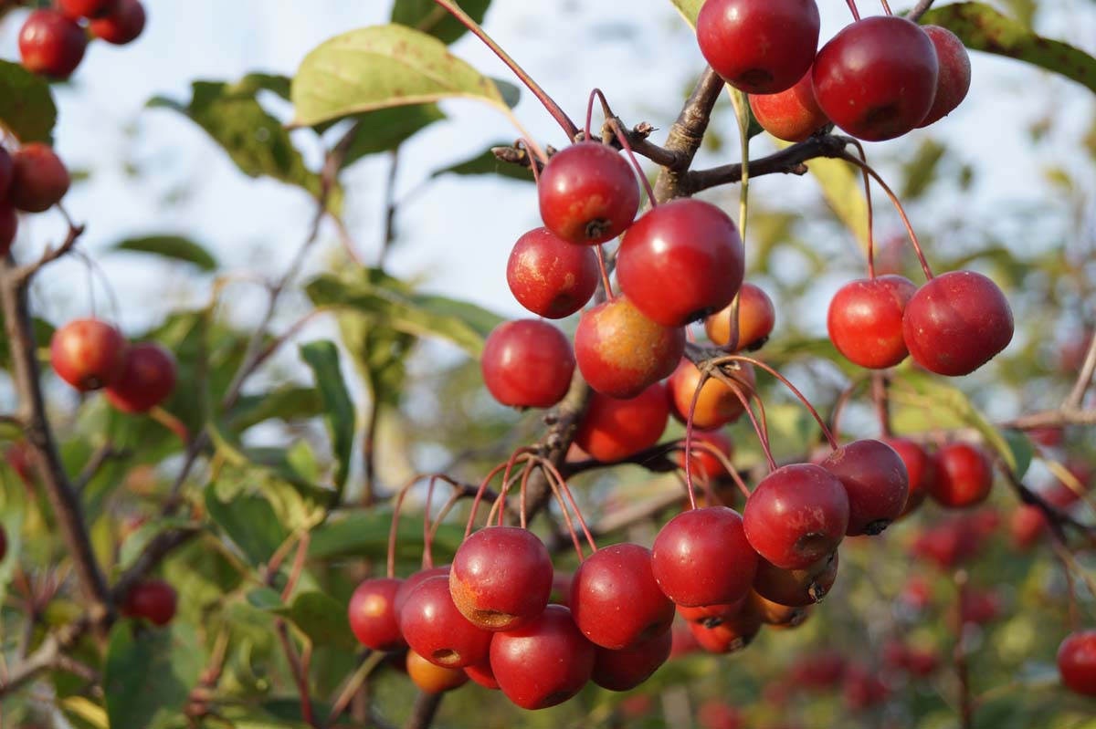 Malus 'Ydun' meerstammig / struik sierappel