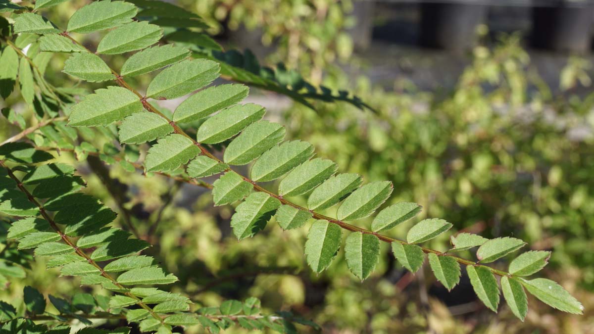 Sorbus frutescens albocarmesinae meerstammig / struik blad