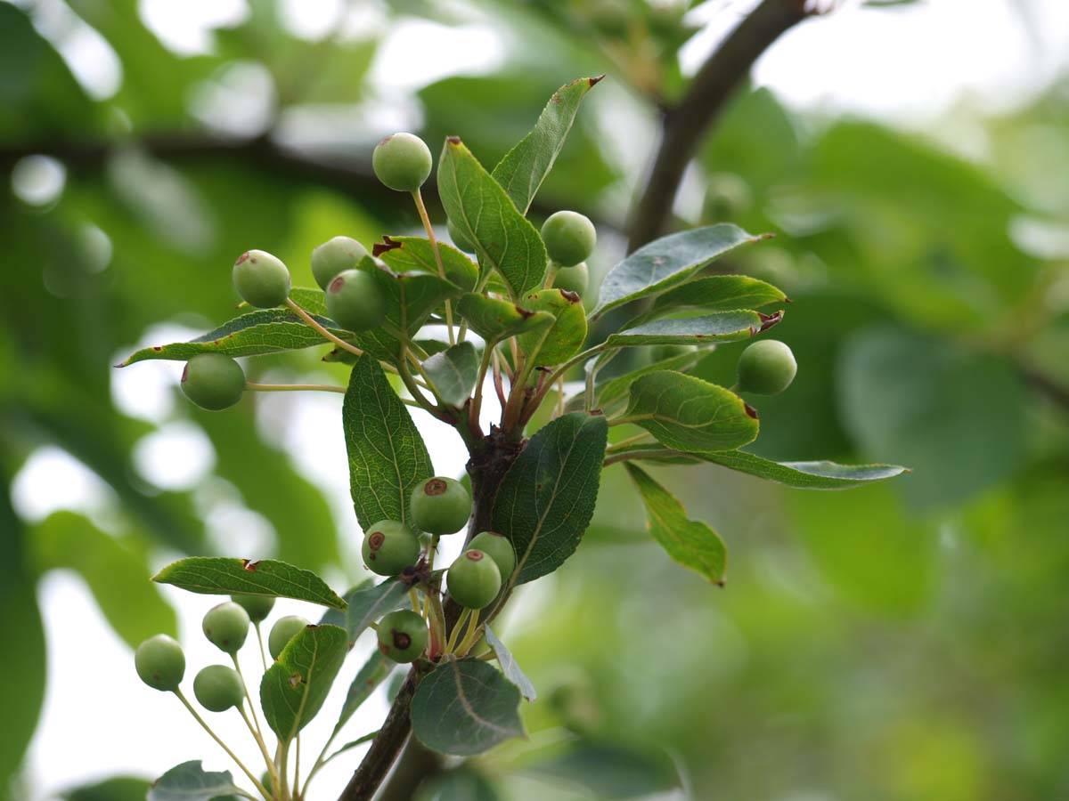 Sorbus glabrescens op stam blad