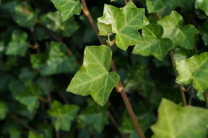 Hedera helix