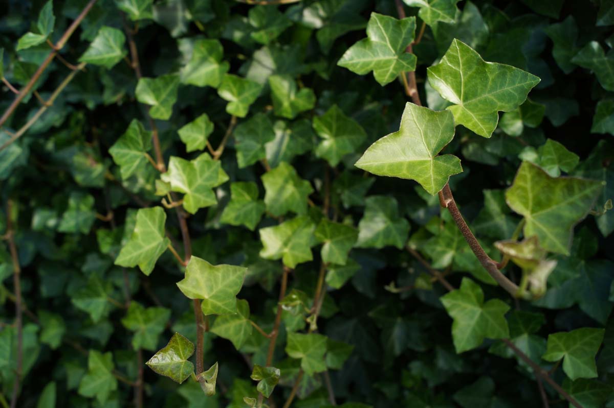 Hedera helix