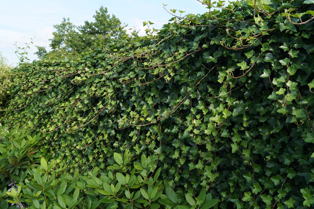 Hedera helix