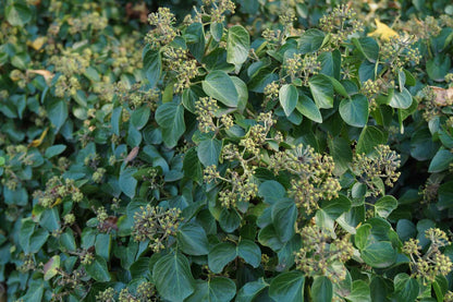 Hedera helix 'Arborescens'