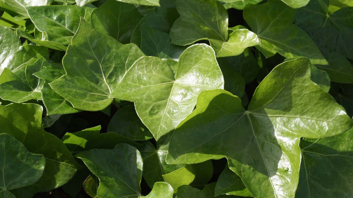 Hedera hibernica