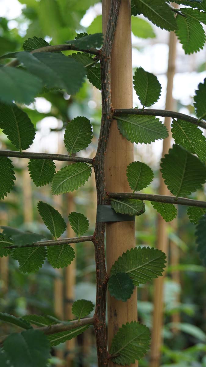 Hemiptelea davidii meerstammig / struik