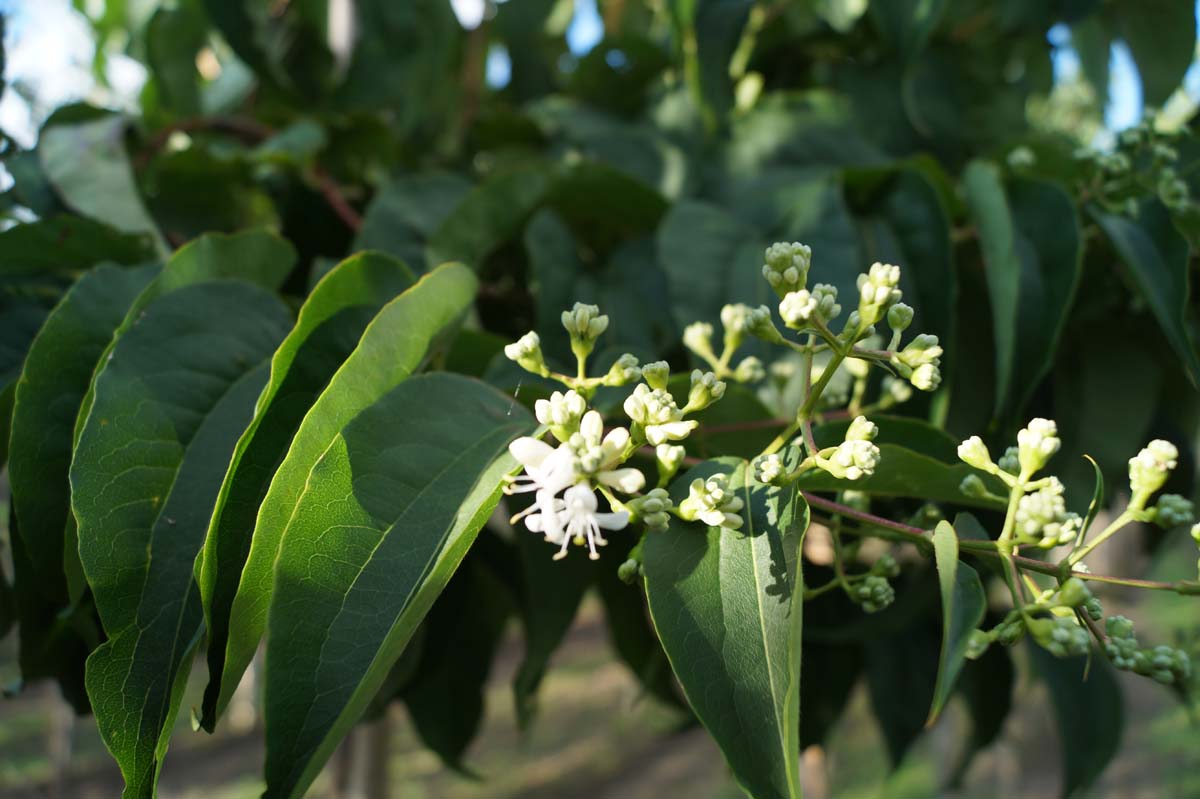 Heptacodium miconioides meerstammig / struik bloem