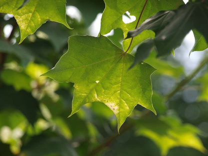 Acer cappadocicum 'Aureum' meerstammig / struik