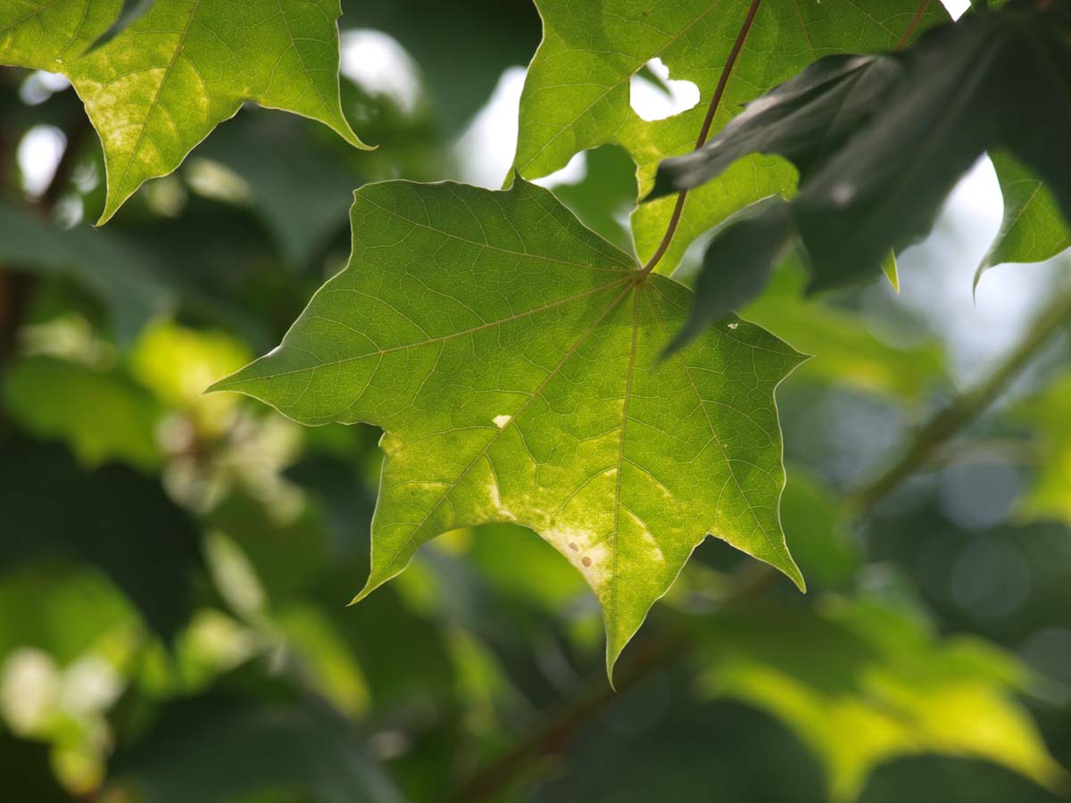 Acer cappadocicum 'Aureum' op stam