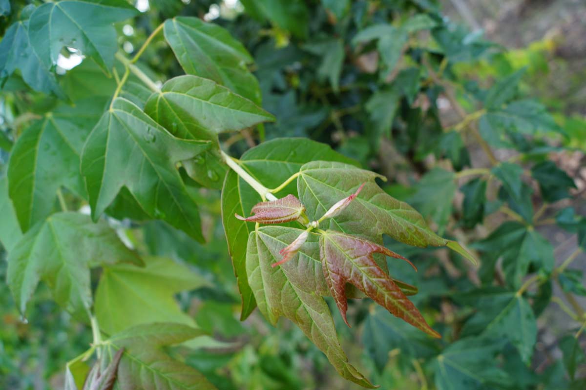 Acer buergerianum Tuinplanten