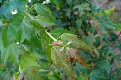 Acer buergerianum Tuinplanten