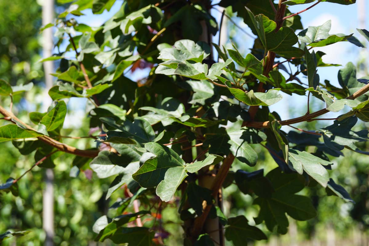 Acer campestre 'Red Shine' leiboom