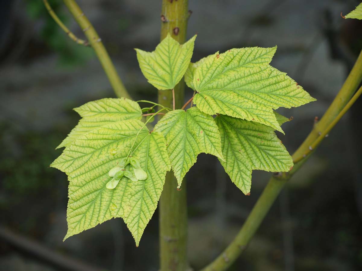 Acer davidii solitair