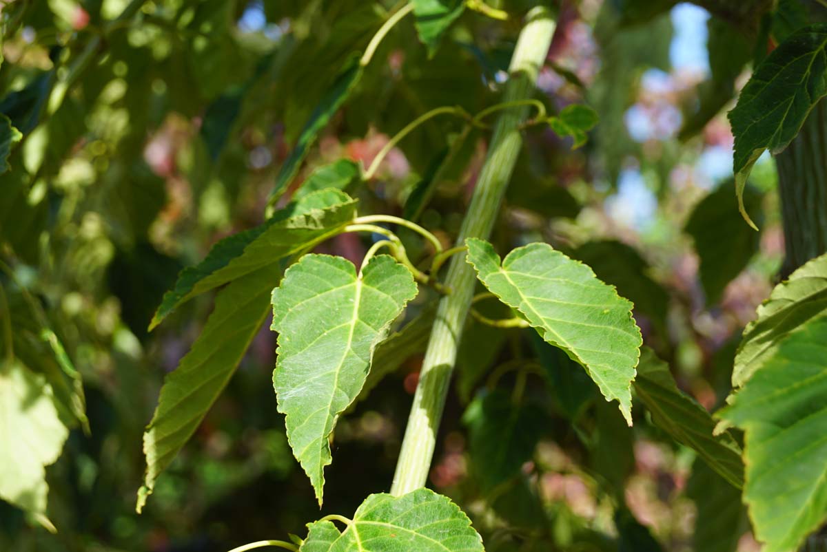 Acer davidii op stam