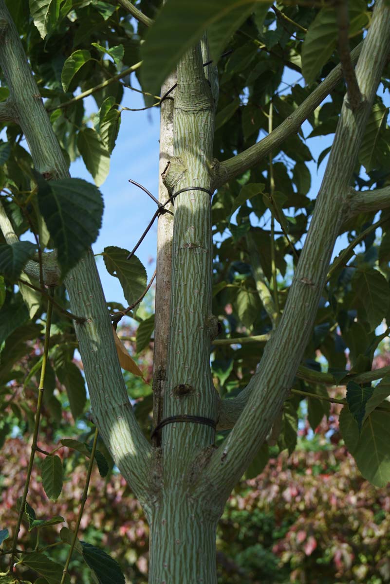 Acer davidii op stam