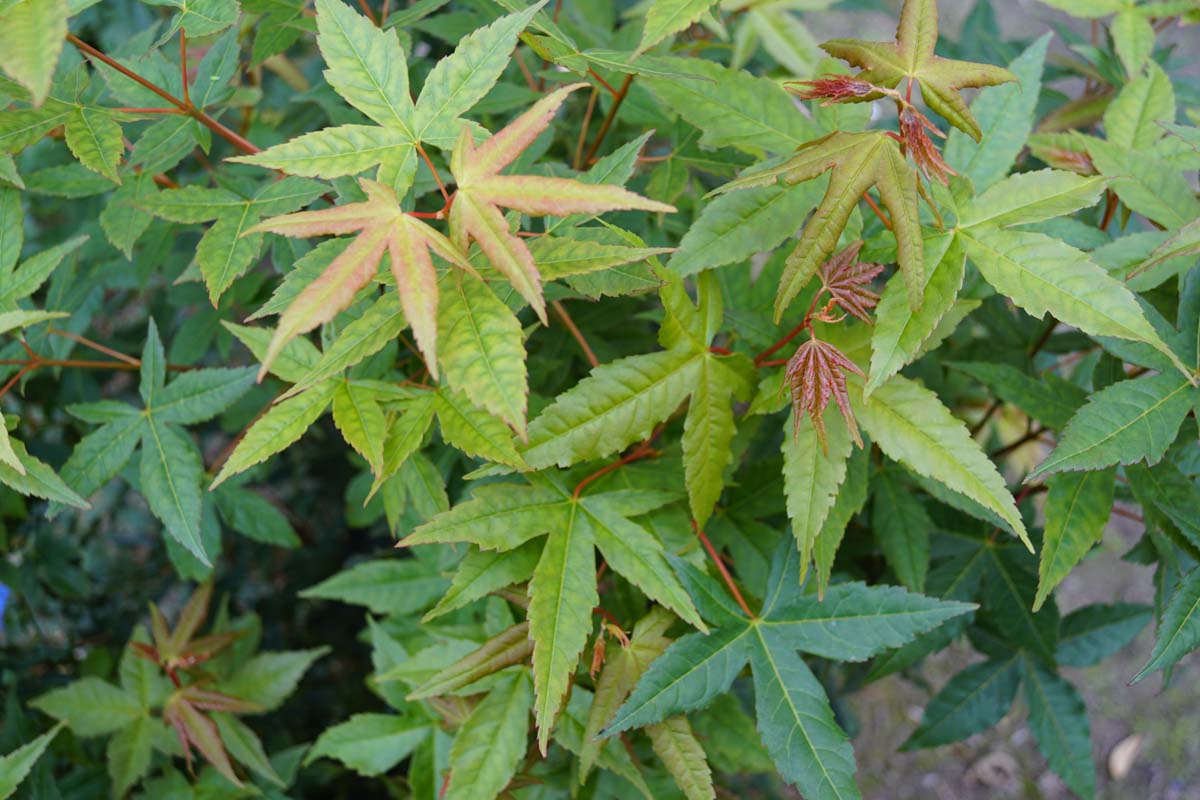 Acer oliverianum op stam