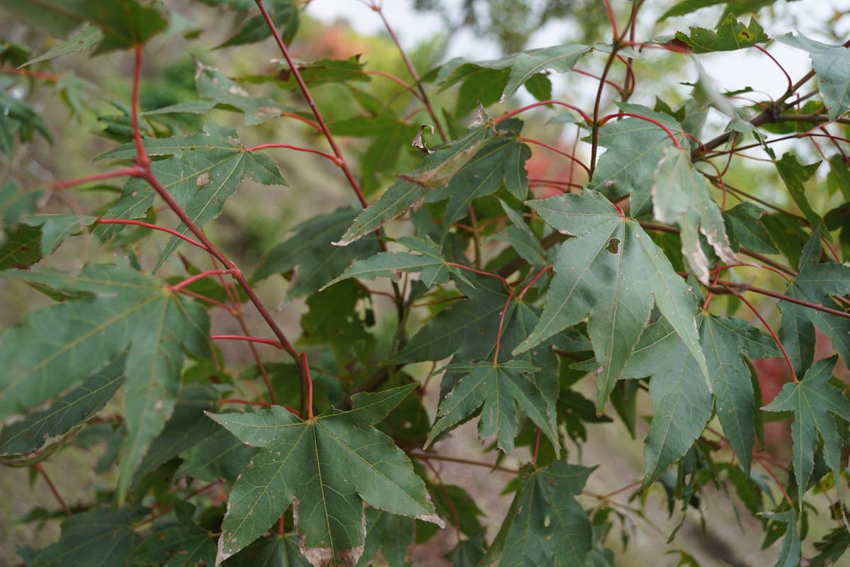 Acer oliverianum op stam