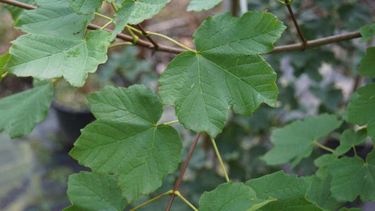 Acer opalus op stam