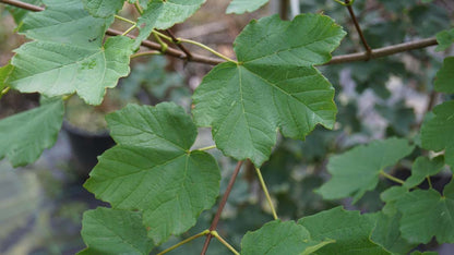 Acer opalus meerstammig / struik