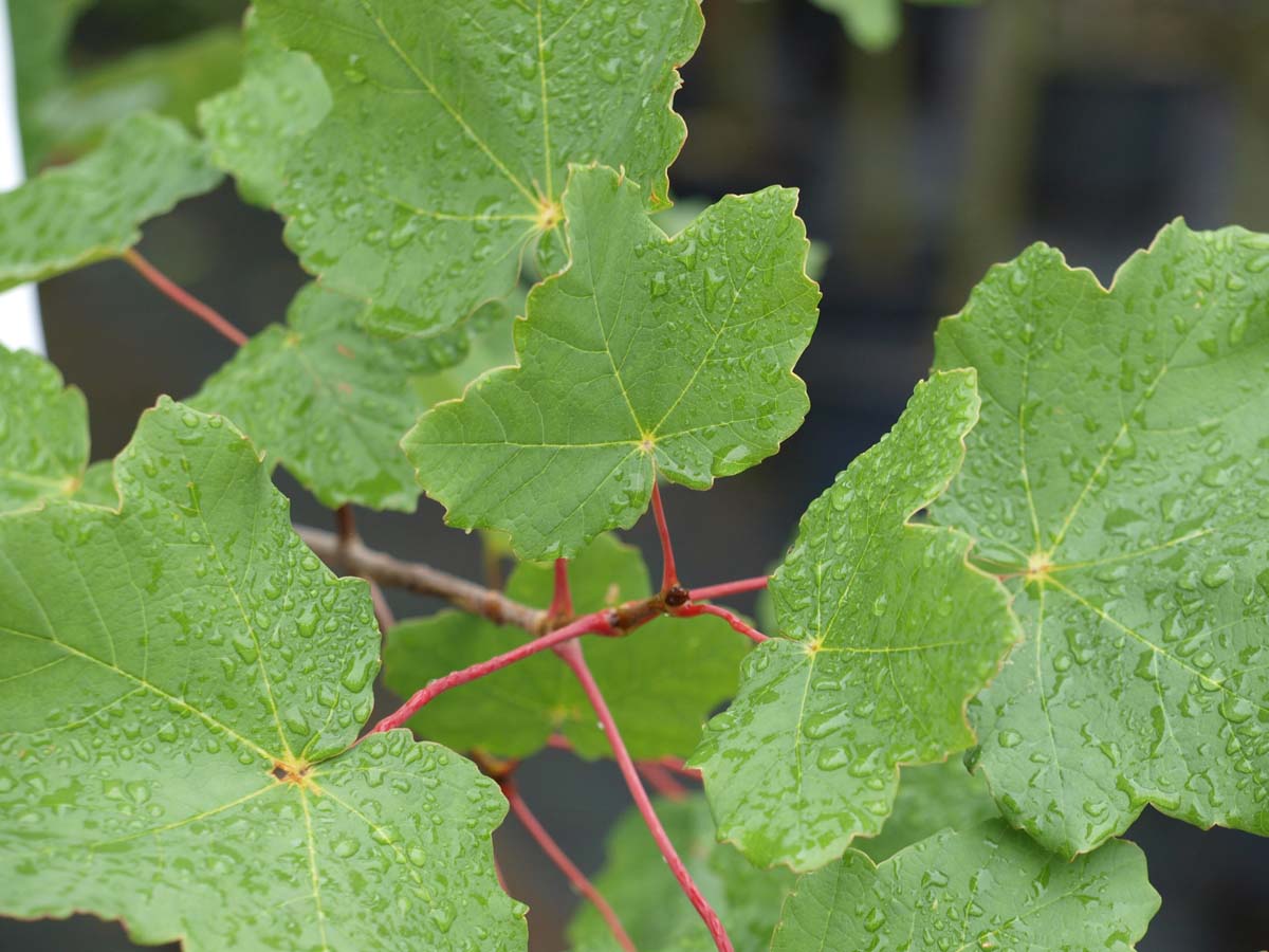 Acer opalus meerstammig / struik