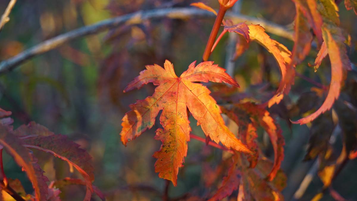 Acer palmatum solitair herfstkleur