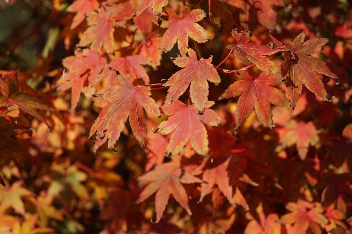 Acer palmatum op stam herfstkleur