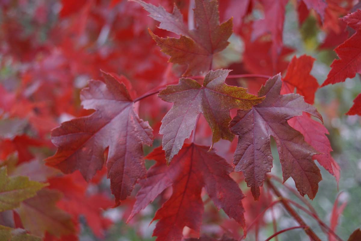 Acer freemanii op stam