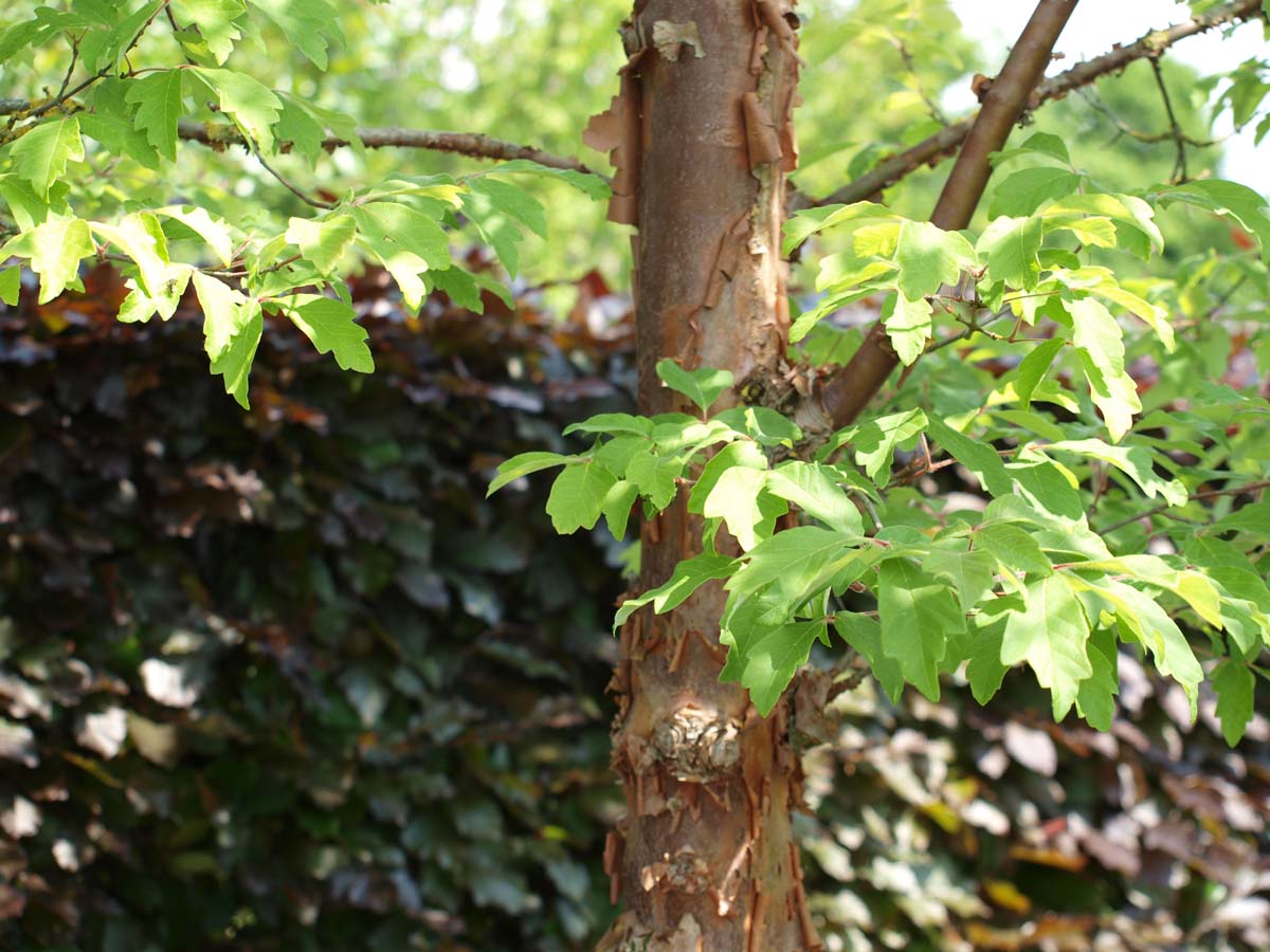 Acer griseum op stam blad