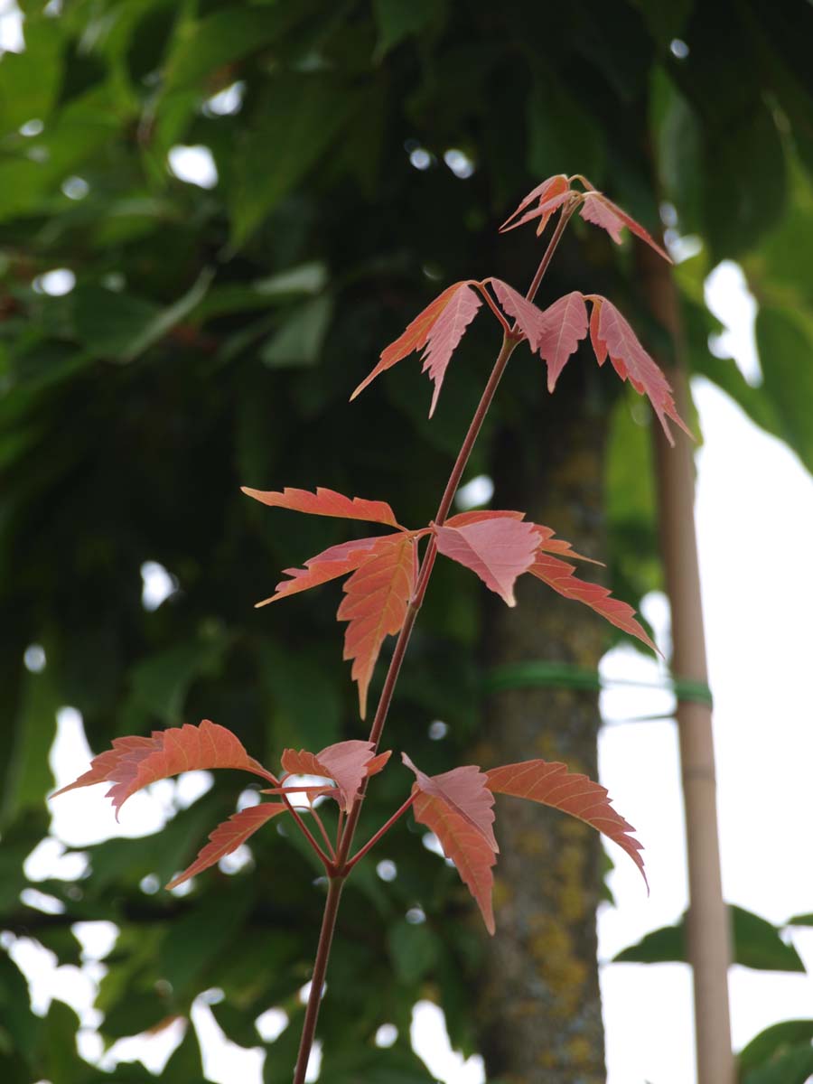 Acer henryi op stam