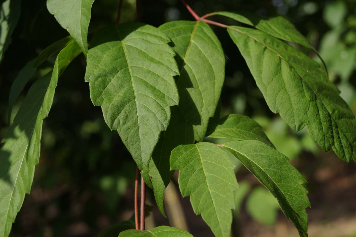 Acer henryi meerstammig / struik