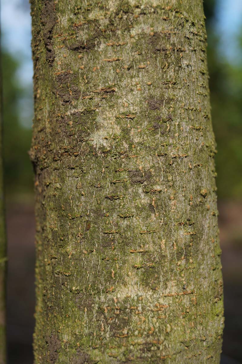 Acer henryi meerstammig / struik