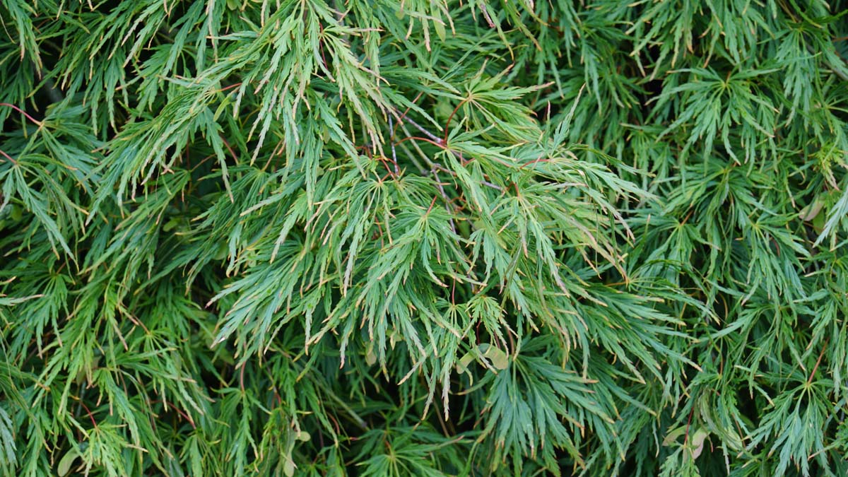 Acer palmatum 'Dissectum' op stam