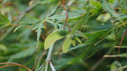 Acer palmatum 'Dissectum' op stam