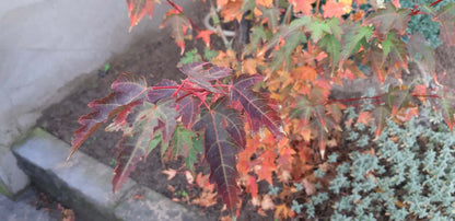 Acer micranthum op stam