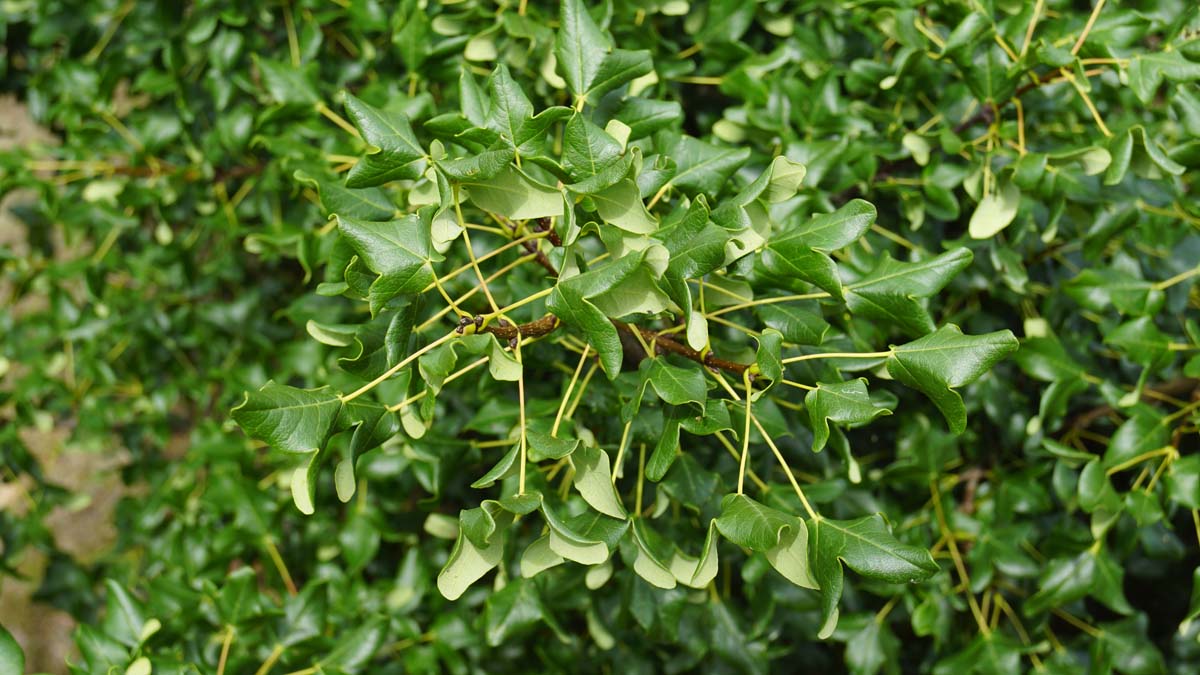 Acer monspessulanum op stam