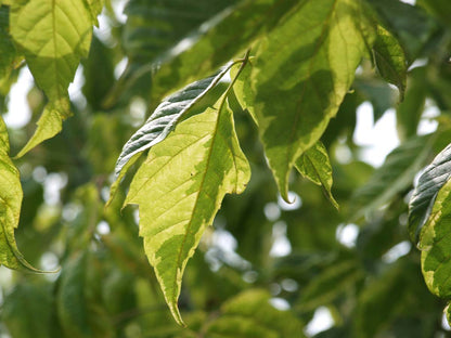 Acer negundo 'Aureomarginatum' op stam blad