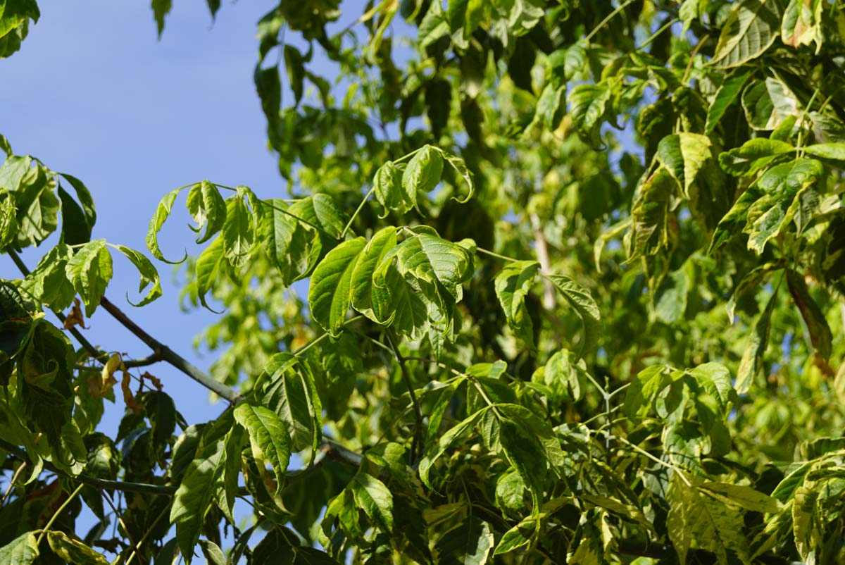 Acer negundo 'Aureomarginatum' meerstammig / struik blad