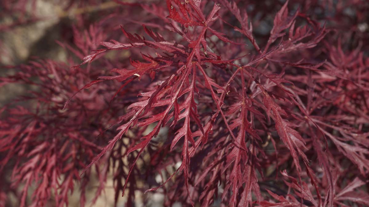 Acer palmatum 'Ornatum' solitair